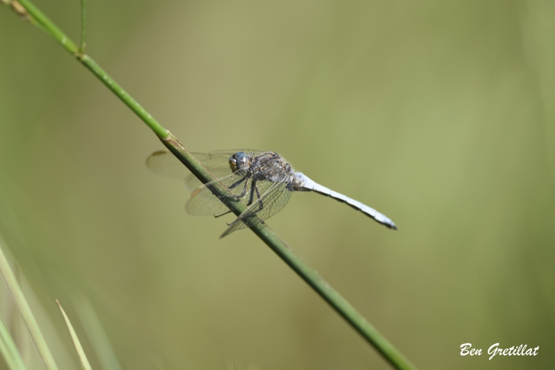 Photo Insectes Orthétrum bleuissant (Orthetrum coerulescens)