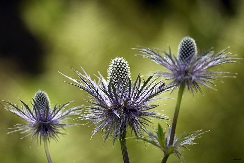 Photo Flore Panicaut des Alpes (Eryngium alpinum)