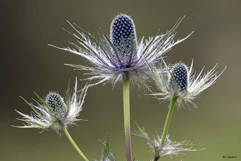 Photo Flore Panicaut des Alpes (Eryngium alpinum)