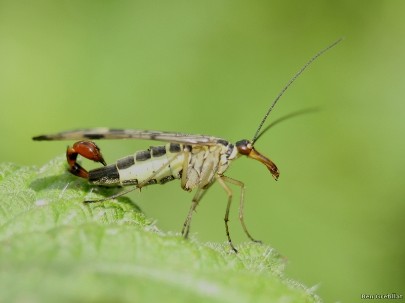 Photo Insectes Mouche scorpion (Panorpa sp.)