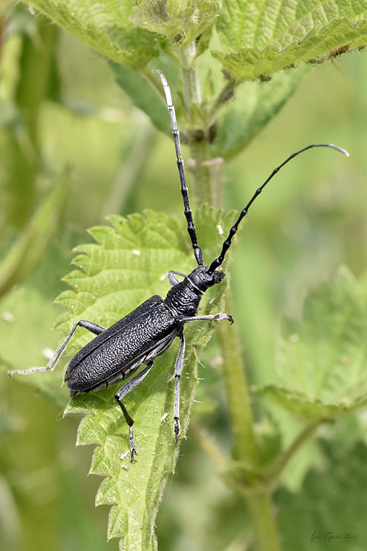 Photo Insectes Petit capricorne (Cerambyx scopolii)