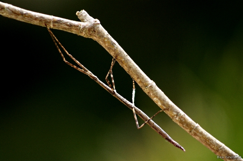 Photo Insectes Phasme