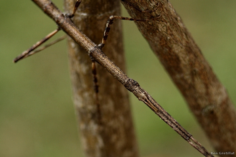 Photo Insectes Phasme