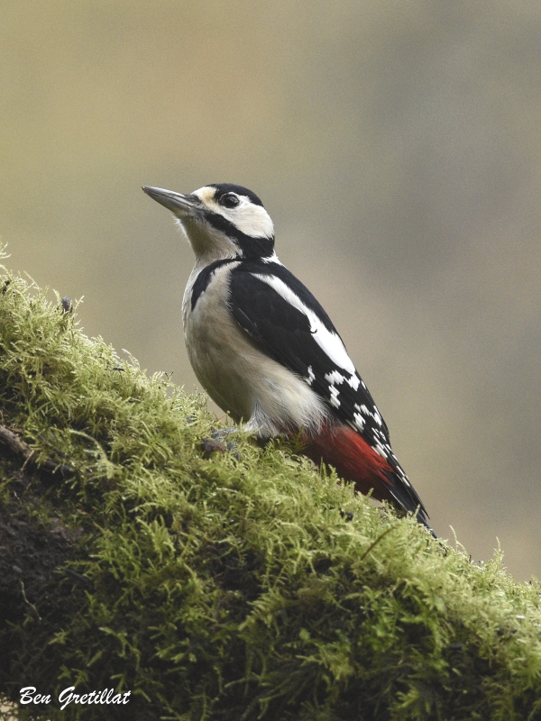 Photo Oiseaux Pic épeiche (Dendrocopos major)