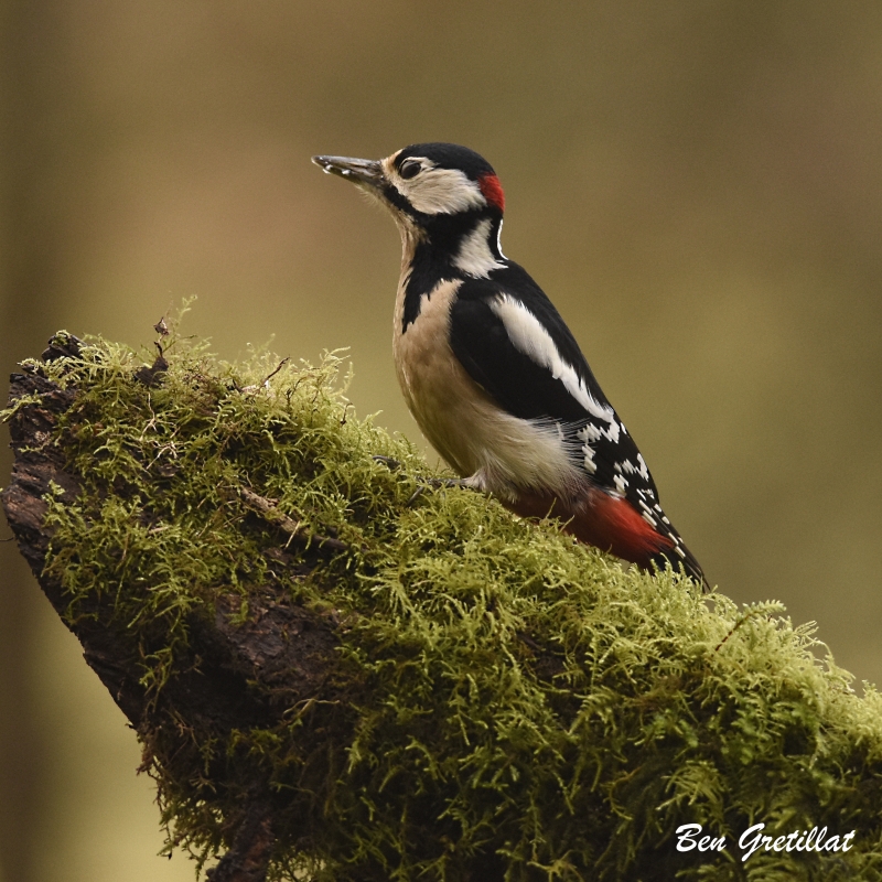 Photo Oiseaux Pic épeiche (Dendrocopos major)