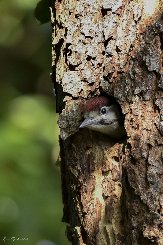 Photo Oiseaux Pic épeiche (Dendrocopos major)