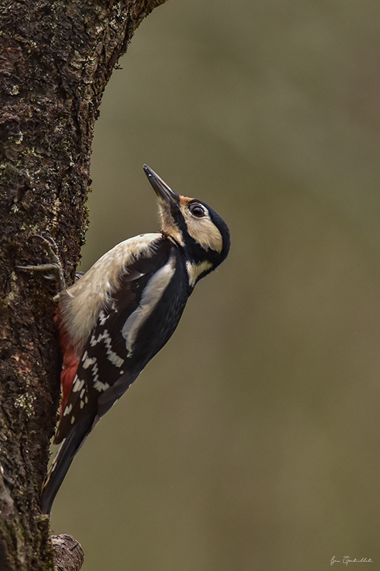 Photo Oiseaux Pic épeiche (Dendrocopos major)