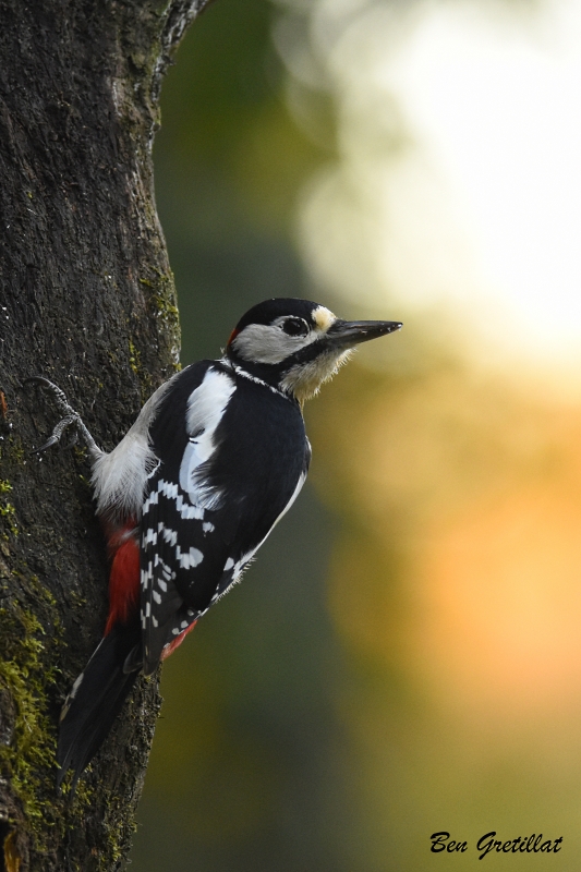 Photo Oiseaux Pic épeiche male (Dendrocopos major)