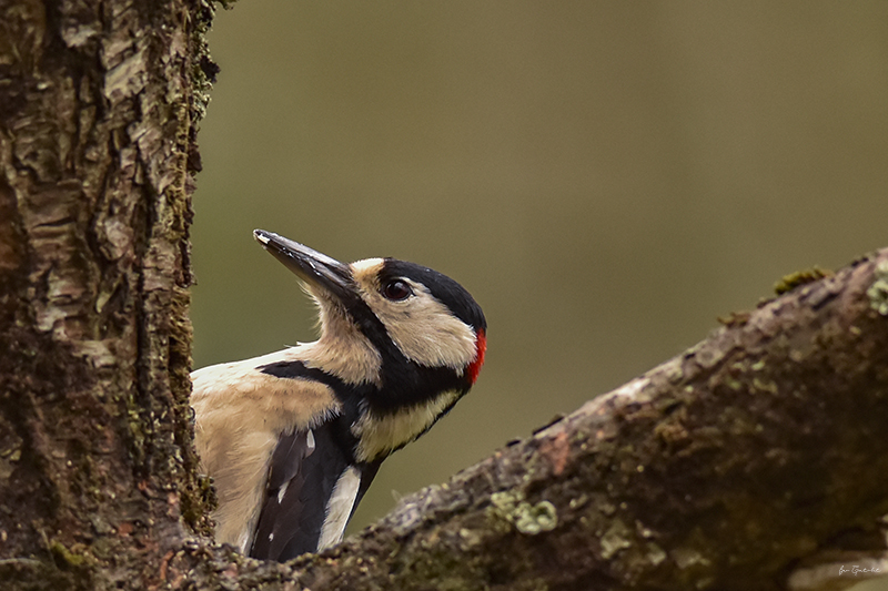 Photo Oiseaux Pic épeiche (Dendrocopos major)