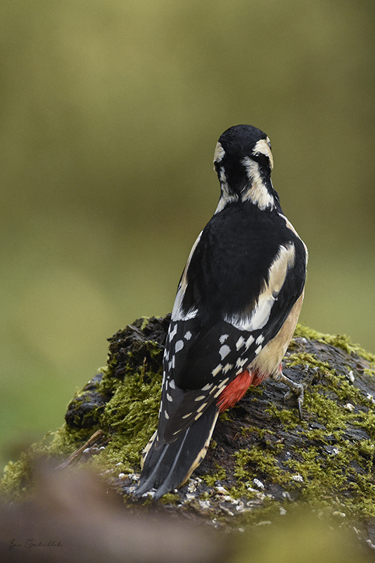 Photo Oiseaux Pic épeiche (Dendrocopos major)