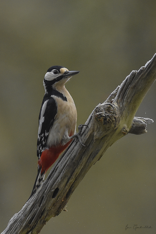 Photo Oiseaux Pic épeiche (Dendrocopos major)