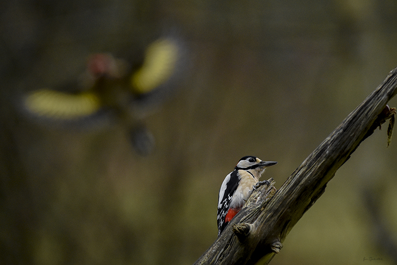 Photo Oiseaux Pic épeiche (Dendrocopos major)