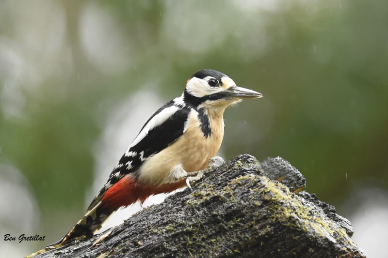 Photo Oiseaux Pic épeiche (Dendrocopos major)