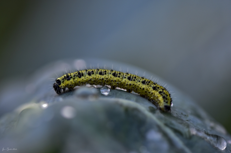 Photo Insectes Piéride du chou (Pieris brassicae)