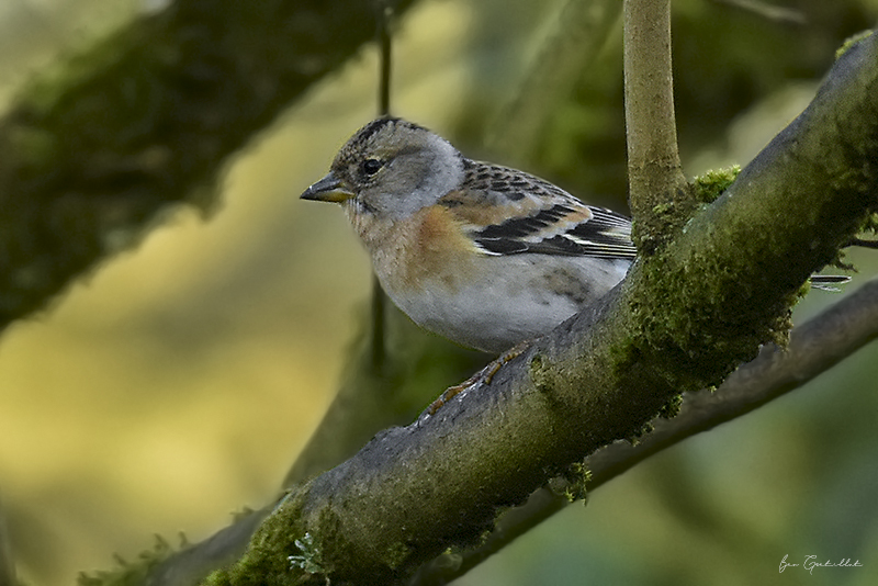 Photo Oiseaux Pinson du Nord (Fringilla montifringilla)
