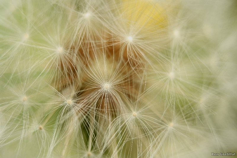 Photo Flore Pissenlit (Taraxacum sp.)