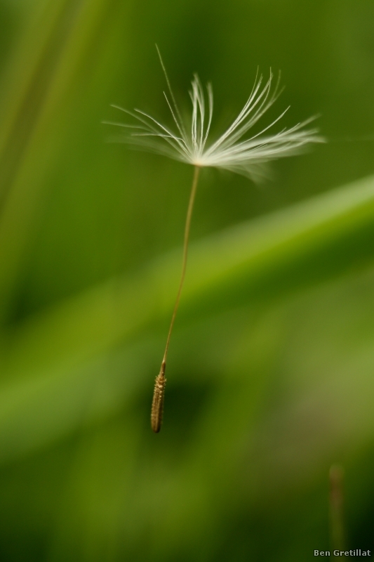 Photo Flore Pissenlit (Taraxacum sp.)