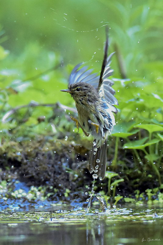 Photo Oiseaux Pouillot fitis (Phylloscopus trochilus)