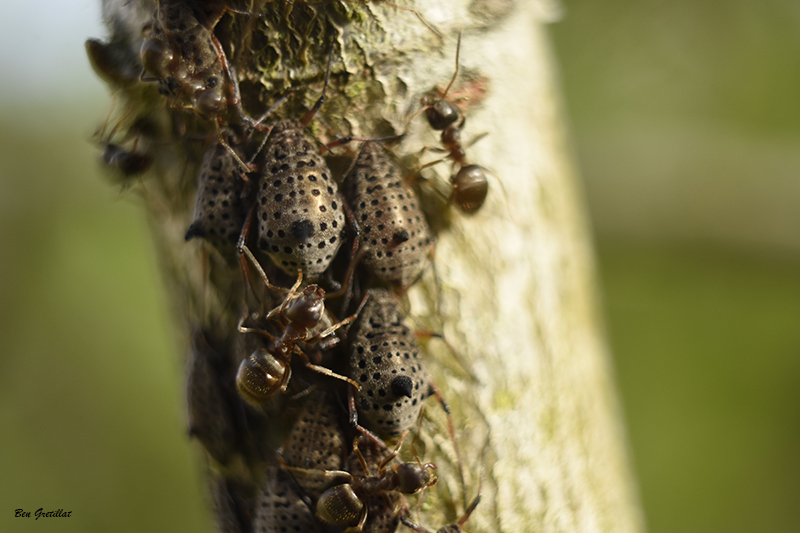 Photo Insectes Puceron géant du saule (Tuberolachnus salignus)