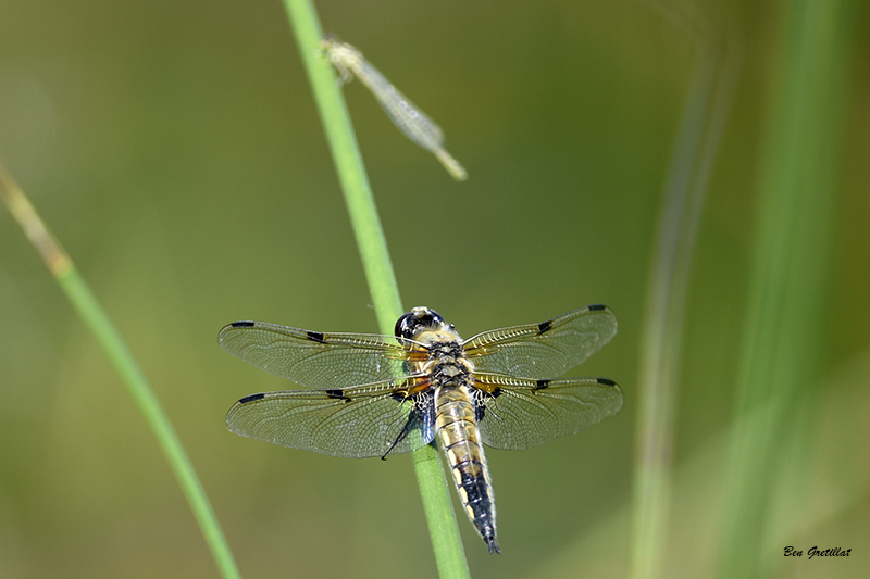 Photo Insectes Libellule à quatre taches (Libellula quadrimaculata)