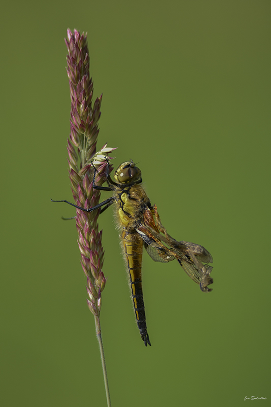 Photo Insectes Libellule à quatre taches (Libellula quadrimaculata)