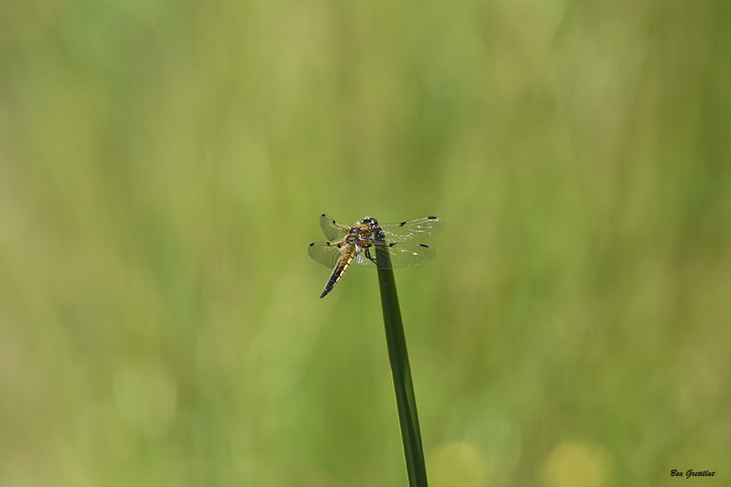 Photo Insectes Libellule à quatre taches (Libellula quadrimaculata)