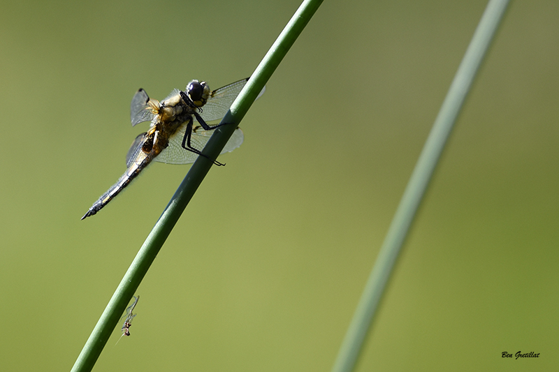 Photo Insectes Libellule à quatre taches (Libellula quadrimaculata)