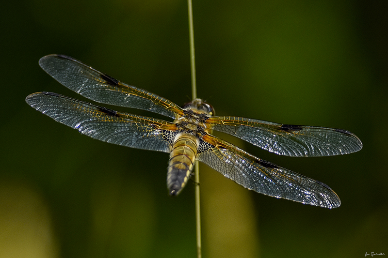 Photo Insectes Libellule à quatre taches (Libellula quadrimaculata)