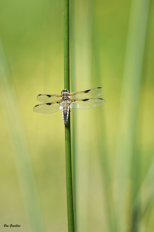 Photo Insectes Libellule à quatre taches (Libellula quadrimaculata)