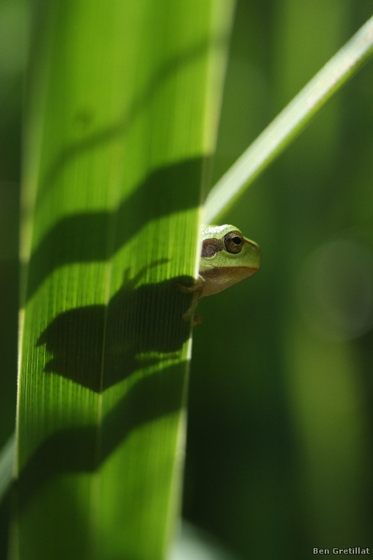 Photo Amphibiens Rainette verte (Hyla arborea)
