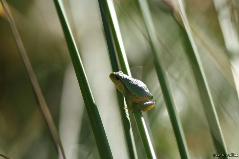 Photo Amphibiens Rainette verte (Hyla arborea)