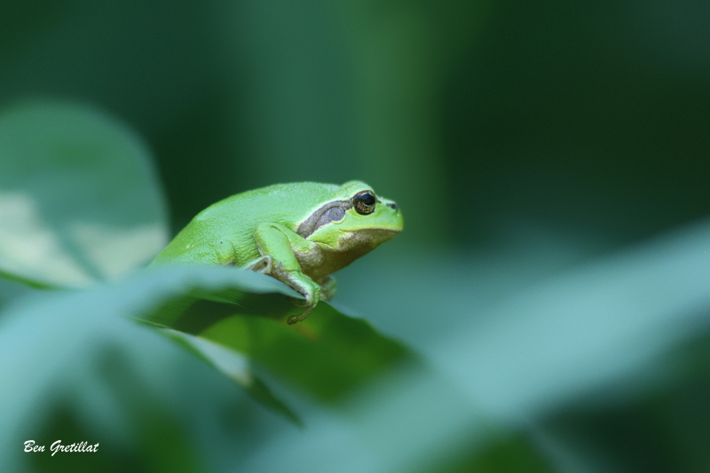 Photo Amphibiens Rainette verte (Hyla arborea)