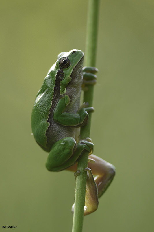Photo Amphibiens Rainette verte (Hyla arborea)