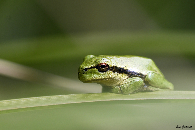 Photo Amphibiens Rainette verte (Hyla arborea)
