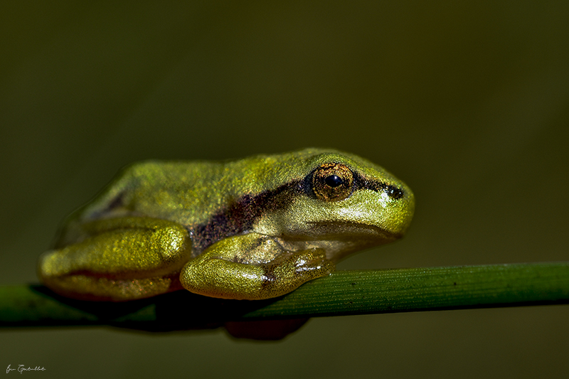 Photo Amphibiens Rainette verte (Hyla arborea)