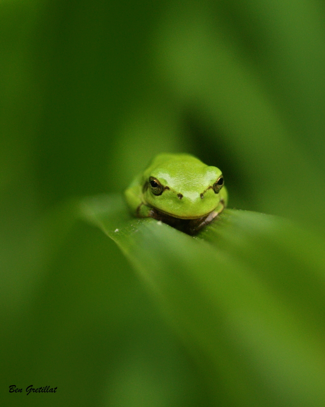 Photo Amphibiens Rainette verte (Hyla arborea)