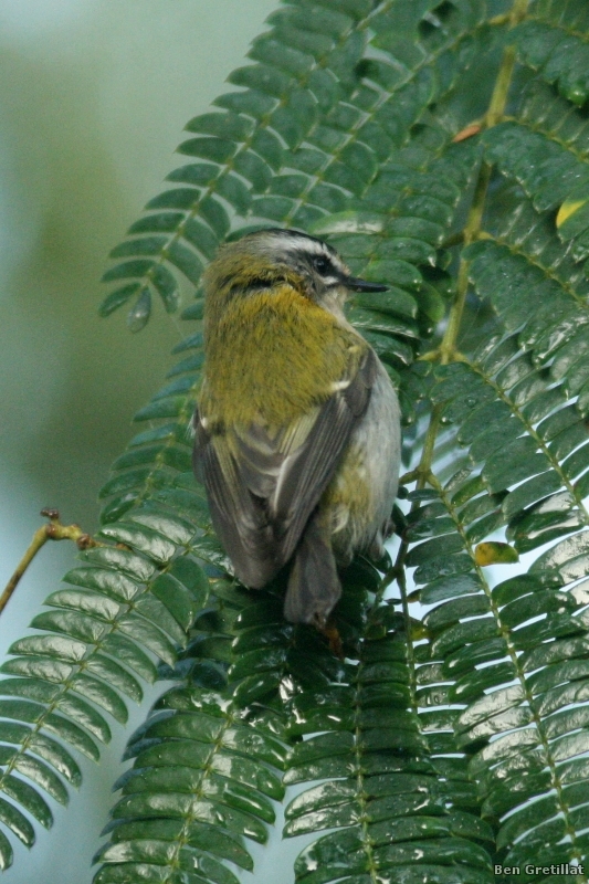 Photo Oiseaux Roitelet triple bandeau (Regulus ignicapilla)