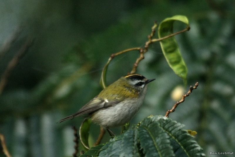 Photo Oiseaux Roitelet triple bandeau (Regulus ignicapilla)