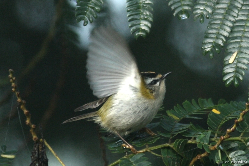Photo Oiseaux Roitelet triple bandeau (Regulus ignicapilla)