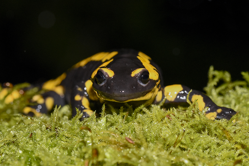 Photo Amphibiens Salamandre tachetée (Salamandra salamandra)