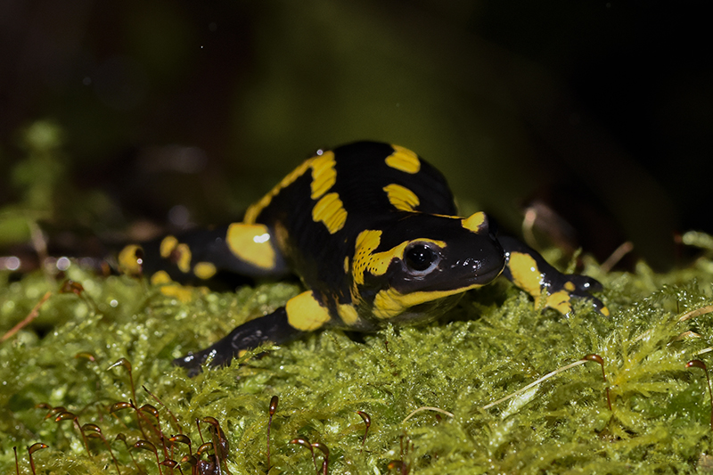 Photo Amphibiens Salamandre tachetée (Salamandra salamandra)