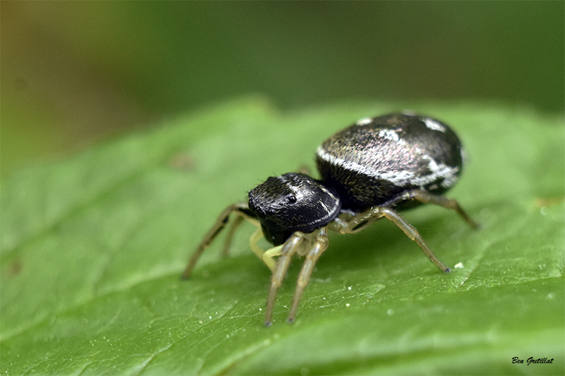 Photo Araignées Saltique cuivré (Heliophanus cupreus)