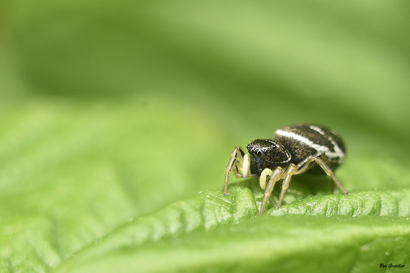 Photo Araignées Saltique cuivré (Heliophanus cupreus)