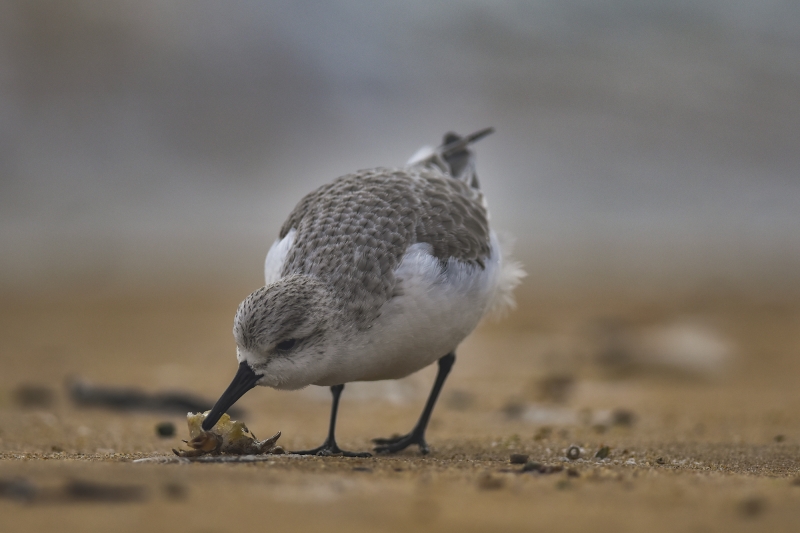 Photo Oiseaux Bécasseau sanderling (Calidris alba)