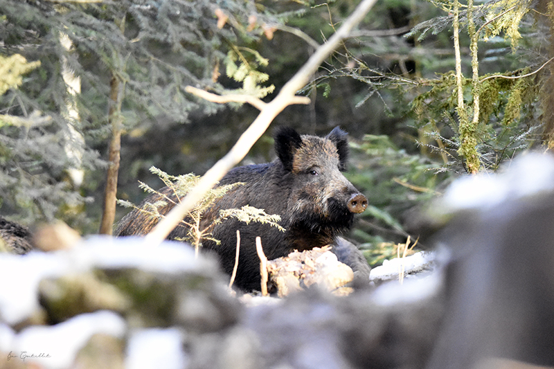 Photo Mammifères Sanglier (Sus scrofa)