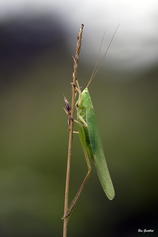 Photo Insectes Sauterelle verte (Tettigonia viridissima)