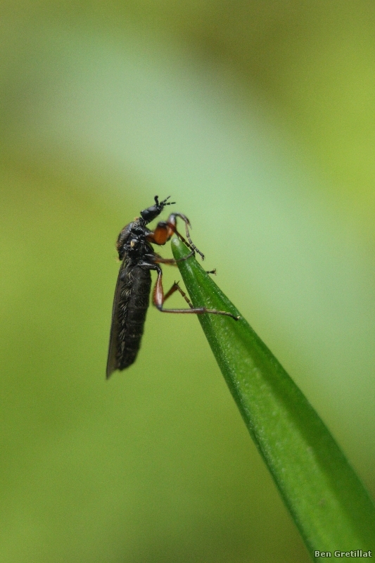 Photo Insectes Mouche de terreau (Sciaridae sp.)