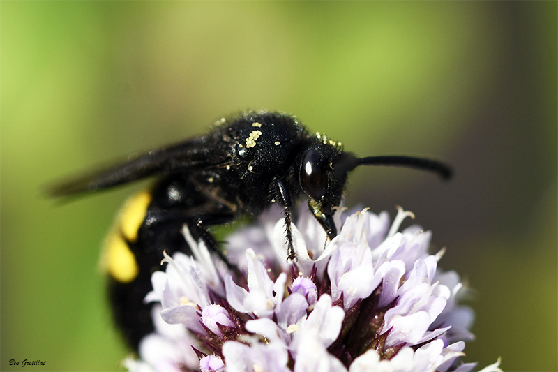 Photo Insectes Scolie hirsute (Scolia hirta)
