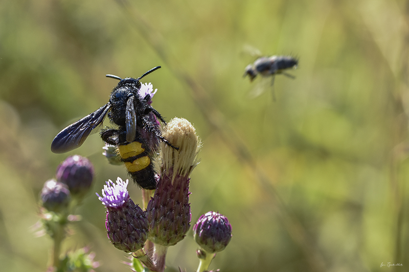 Photo Insectes Scolie hirsute (Scolia hirta)