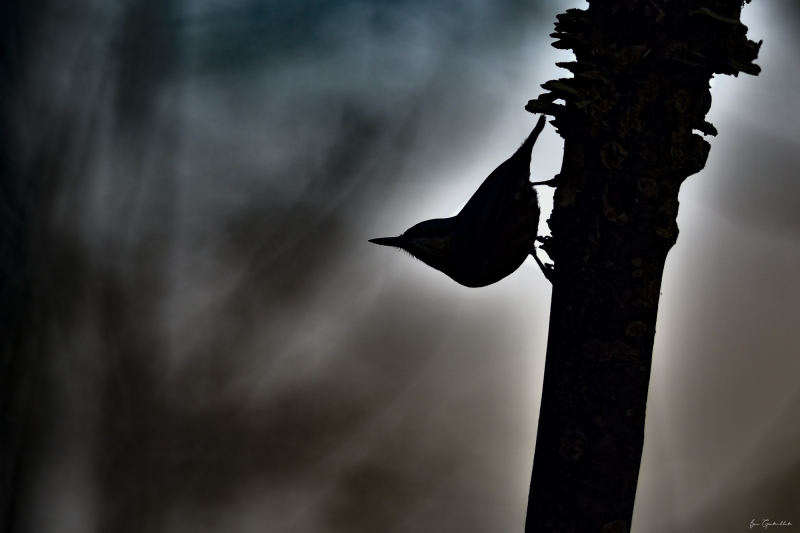 Photo Oiseaux Sitelle torchepot (Sitta europaea)